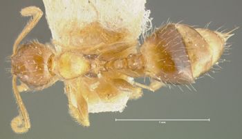 Media type: image; Entomology 21046   Aspect: habitus dorsal view